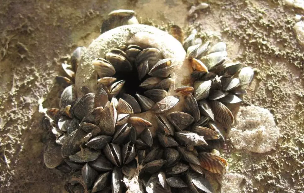 https://invasivespecies.wa.gov/