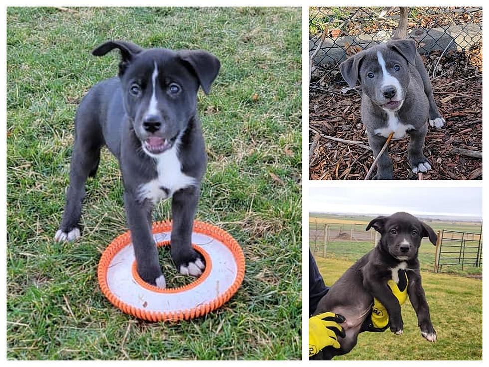 8 Pendleton Puppies That Survived I-84 Car Accident Ready To Be Adopted