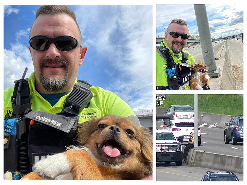 Miracle Rescue! Washington DOT Worker Saves Scared Stranded Puppy