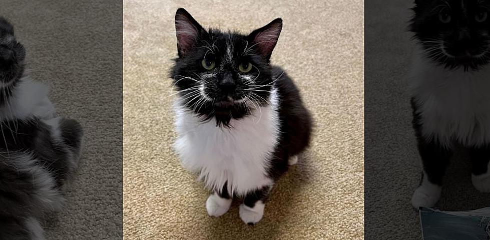 Wet Nose Wednesday: Adoptable Pasco Cat Has Unusual Fur Markings 