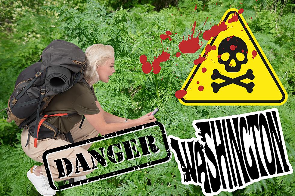 Beware: The #1 Deadliest Plant You Must Avoid in Washington State