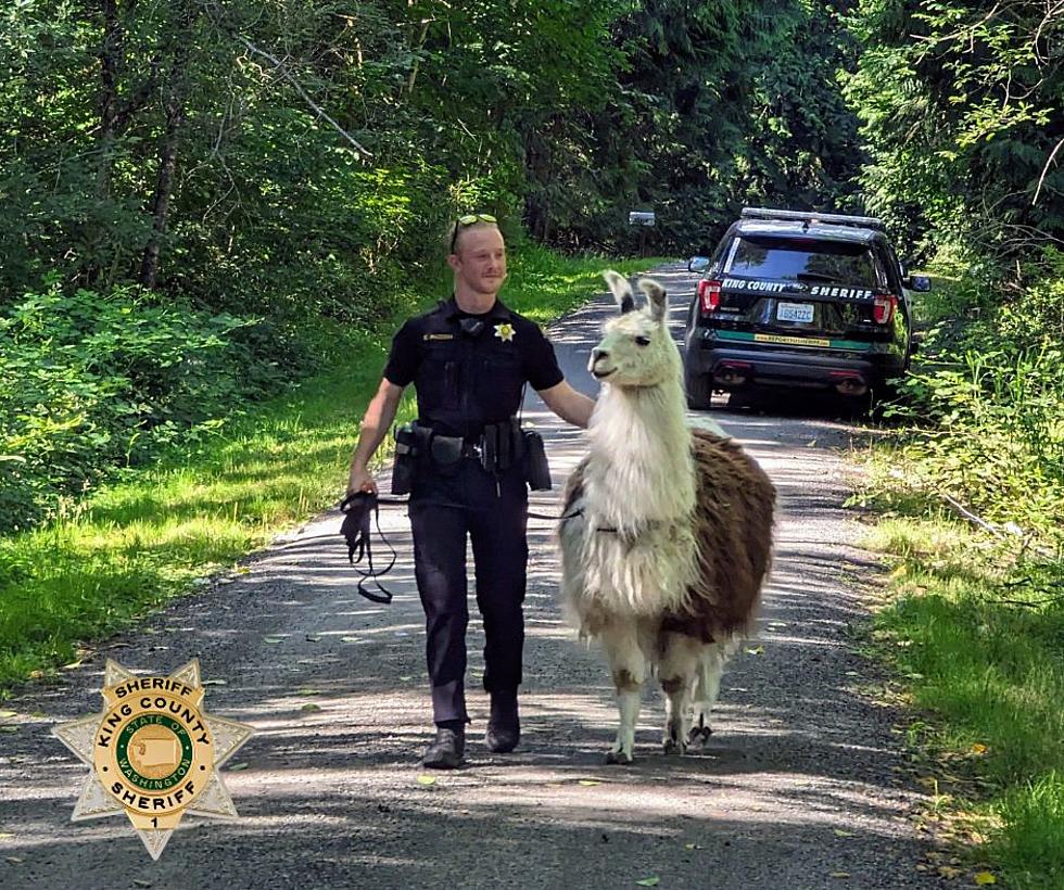 Wacky Fun Washington State Llama Police Chase Has Adorable Ending
