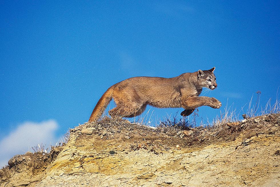 Famous Oregon Coast Beach Reopens After Unbelievable Cougar Sighting