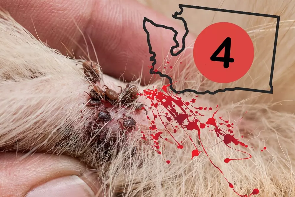 Washingtonians, Please Avoid These 4 Deadly Summer Ticks