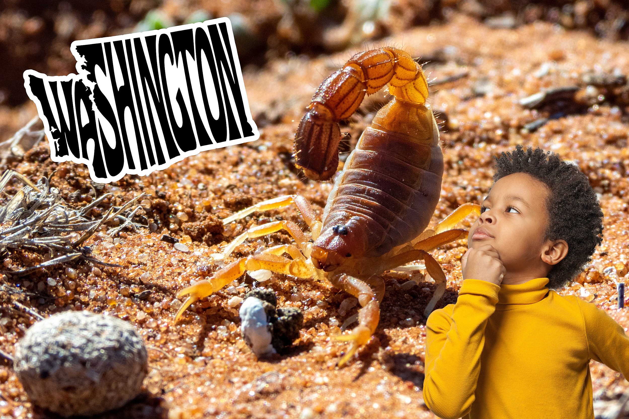 One Bright Yellow Scorpion You Might Want To Avoid in Washington