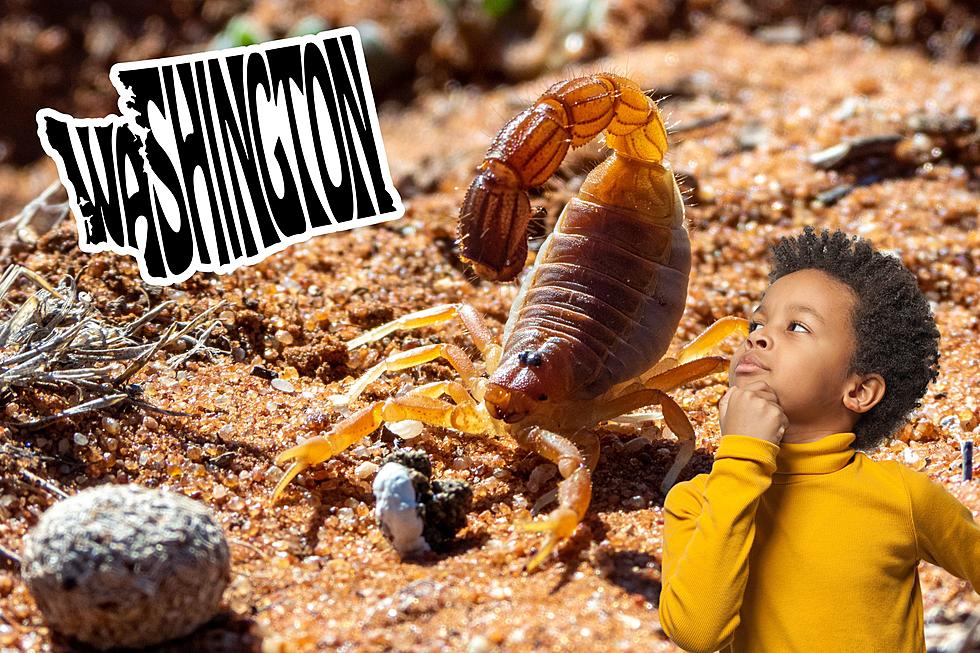 One Bright Yellow Scorpion You Might Want To Avoid in Washington State