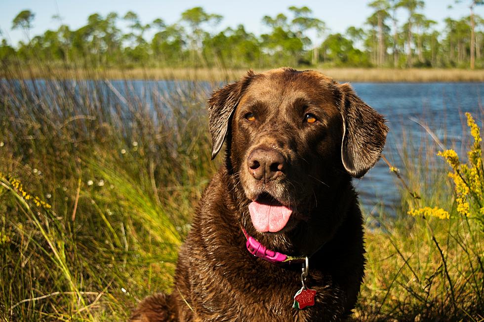 Dog and Owner Pulled to Safety from Columbia River Swift Current