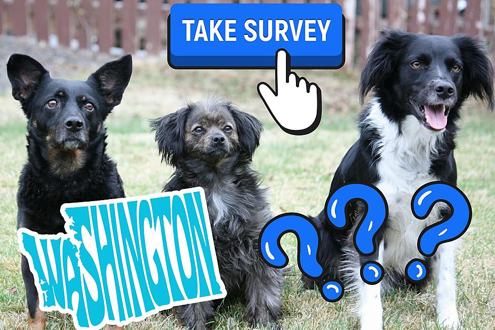Fight Me: New Survey Says Seattle Washington Has the Cutest Dogs
