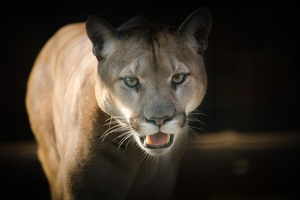 Dangerous Cougar Attacks Defenseless Dog in West Richland