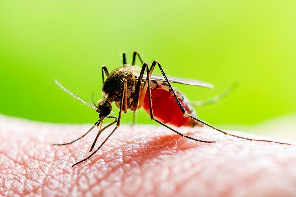 West Nile Virus Found in Humans and Horses in 4 WA Counties