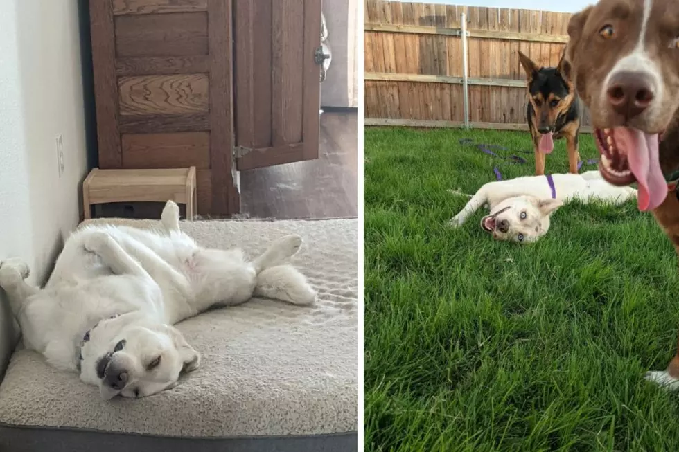 Lydia-Mikey's Chance Canine Rescue