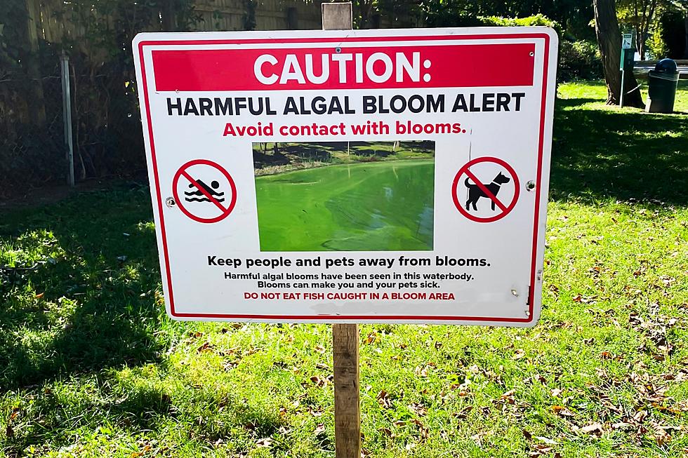No Swimming-Toxic Algae at Howard Amon Park in Richland