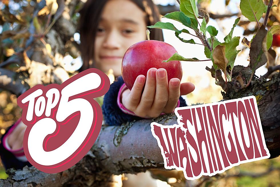 The 5 Best Places To Pick Delicious Apples in Washington State