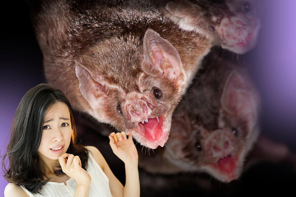 Problem: Vampire Bats Migrating Closer to US Sparks Health Concern