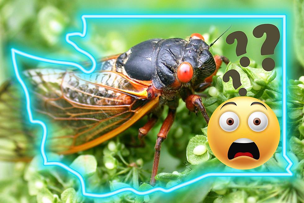 Shocking Buzz – Cicadapocalypse 2024 – What WA Needs to Know