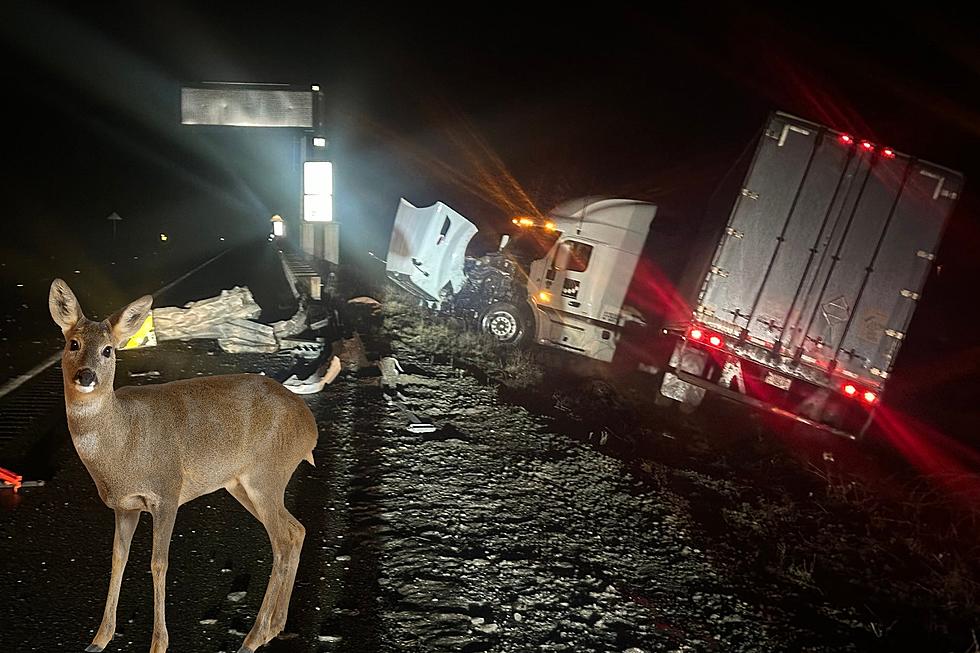 Dodging Deer on Washington Roadways...Is There a Safe Strategy? 