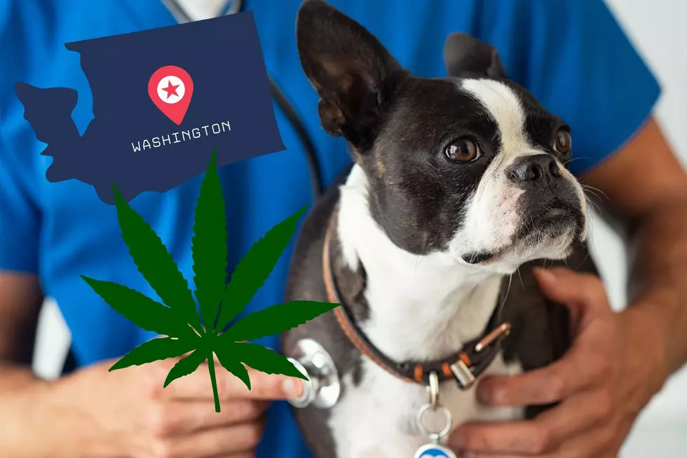 Washington State Edition: Why You Don’t Get Your Dog High