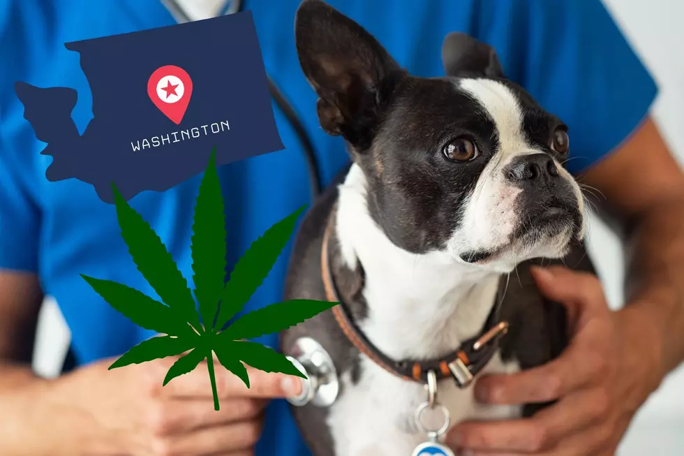 Washington State Edition: The Dangers of THC Poisoning in Pets