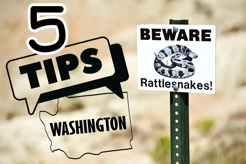 Five Tips on How To Avoid a Rattlesnake Encounter in Washington State