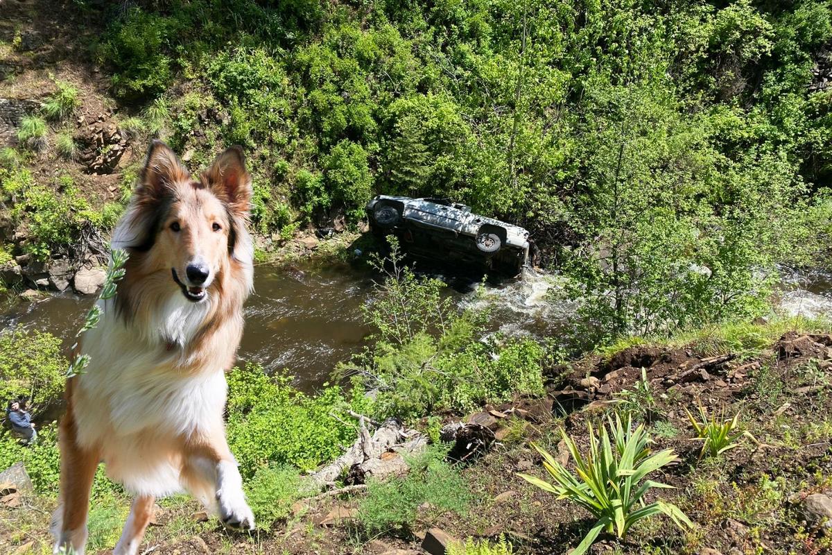 Hero Dog Saves Oregon Man After Walking Four Miles to Get Help