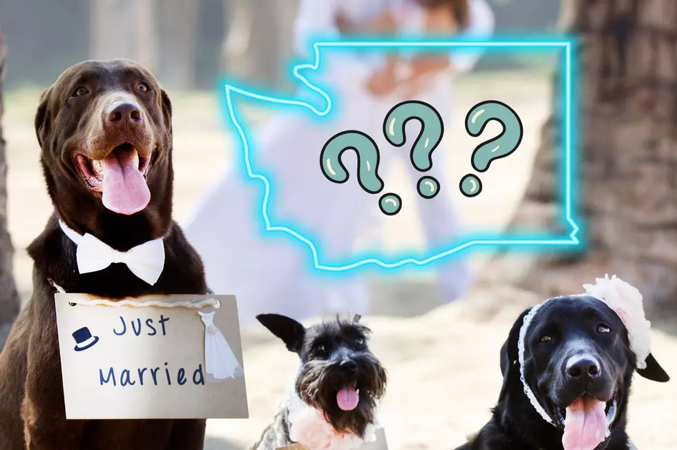 Can Your Pet Be a Wedding Witness in Washington State?
