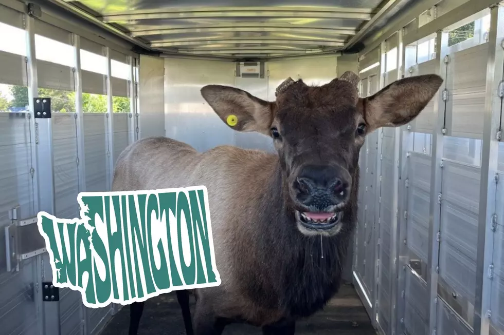 “Smiling” Elk Seems Happy After Capture at Goodwill in Pasco WA