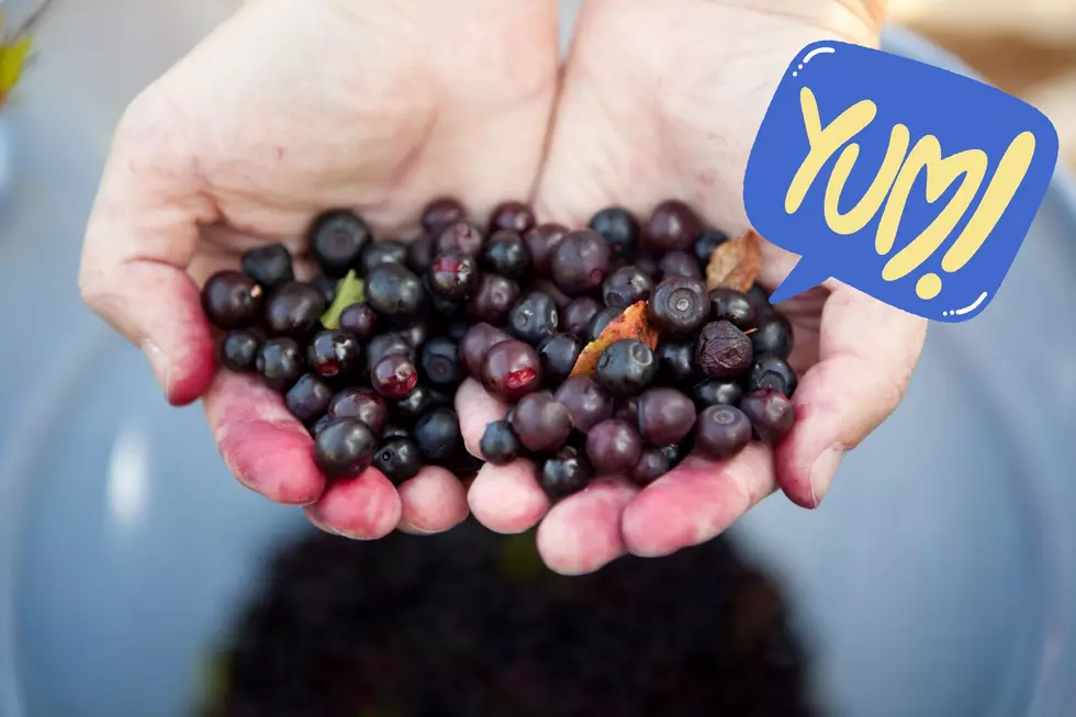 The Ultimate Guide to Huckleberry Picking in WA: Best Times & Top Locations
