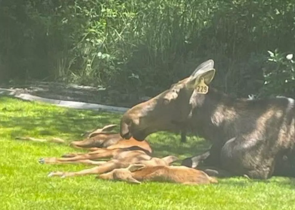 credit washington state game and wildlife