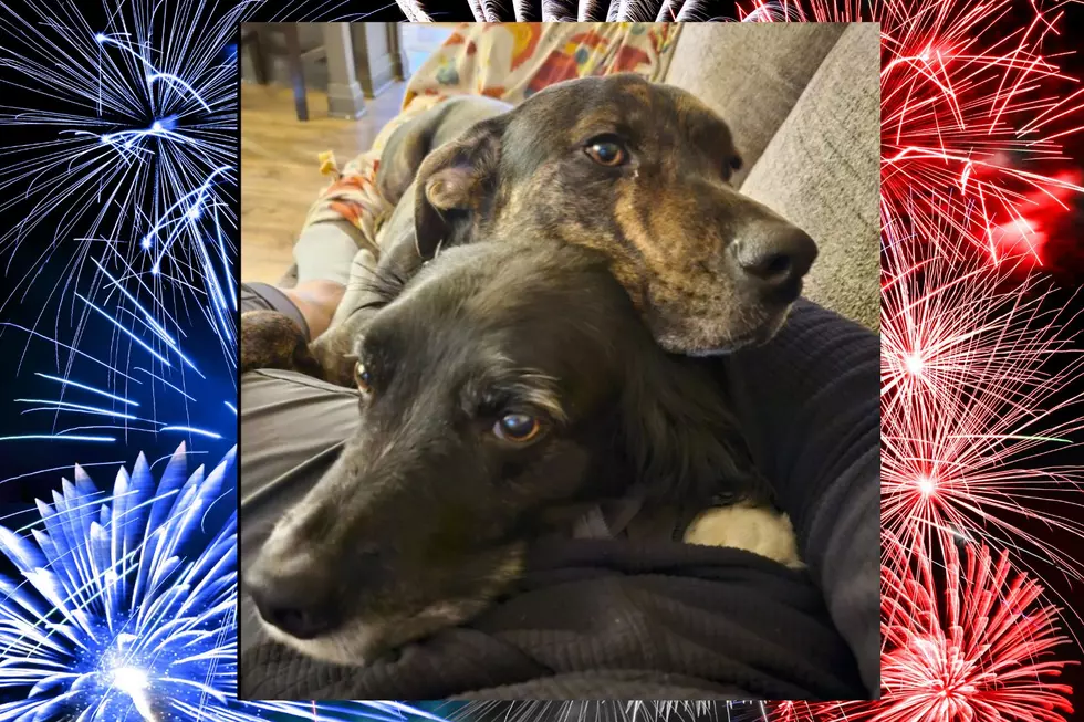 8 Simple Tips Every Tri-Cities Pet Owner Should Follow This July 4th
