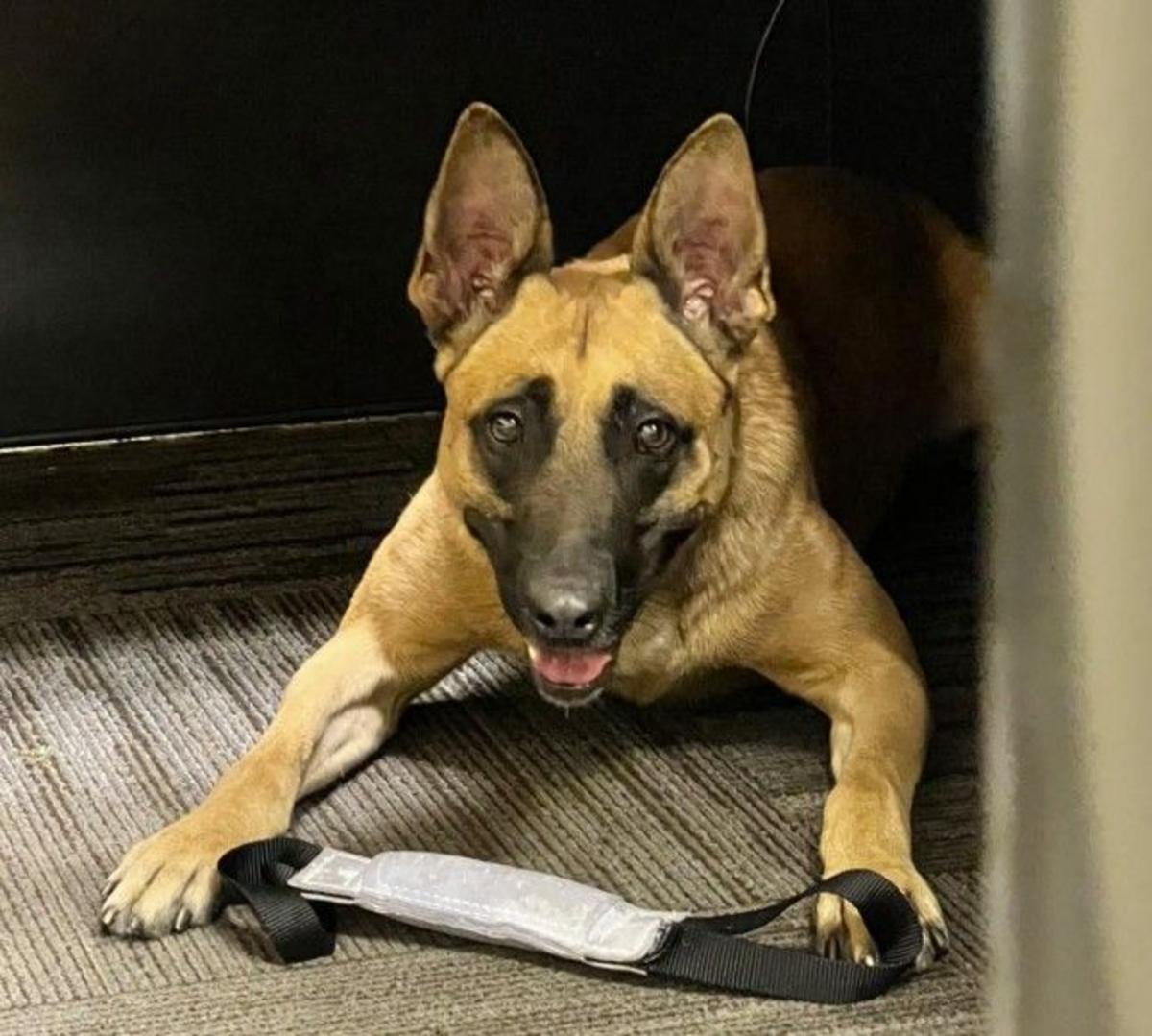 Walla Walla Suspect Says He ‘Learned His Lesson' After Previous K-9 Arrest
