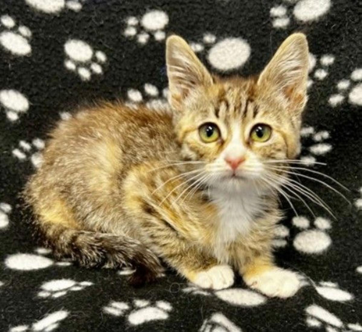 You'll Fall in Love With This Adorable 9-Week-Old Tri-Cities Kitten
