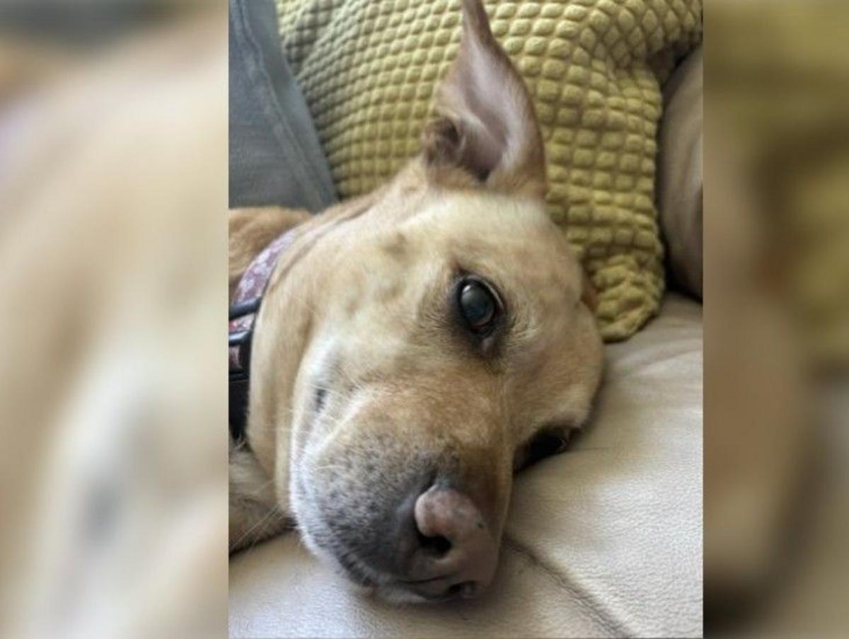 Wet Nose Wednesday: Sunshine Is Available for Adoption Through POPP