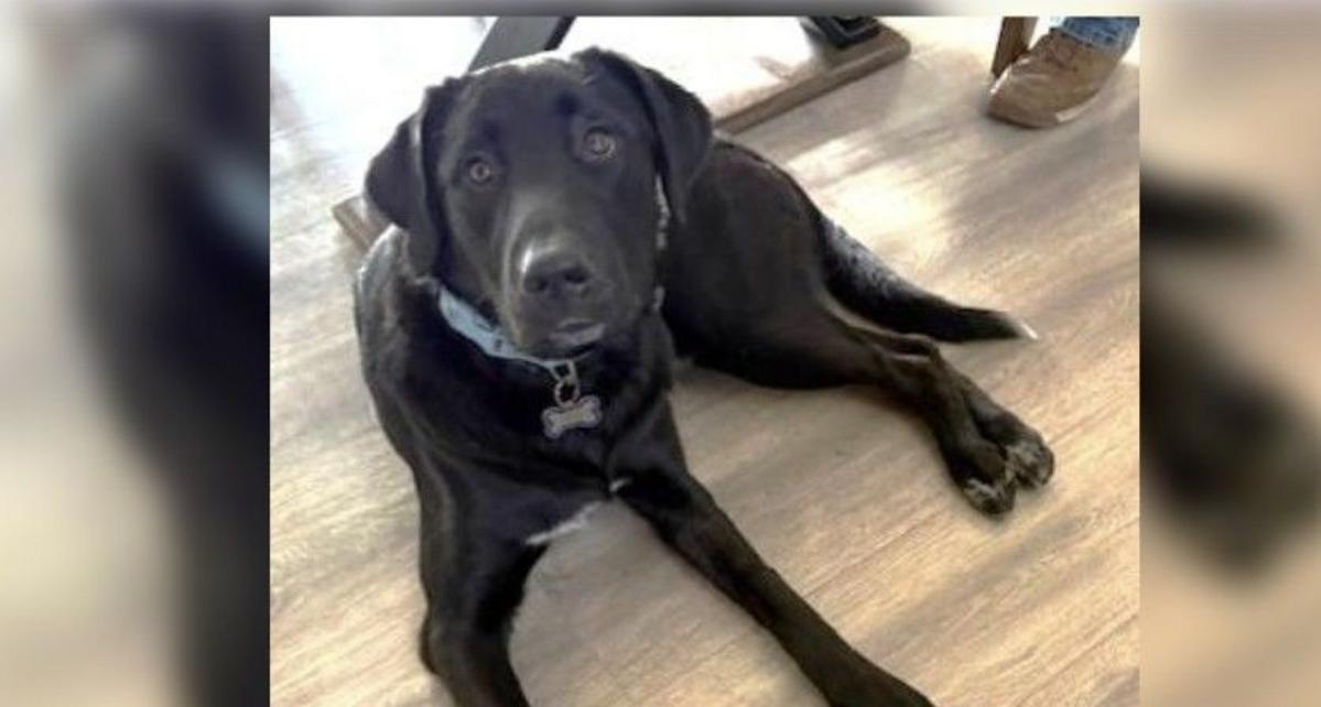 Wet Nose Wednesday: Meet Bo, the Handsome Lab/Pyrenees Mix Looking for His Forever Home