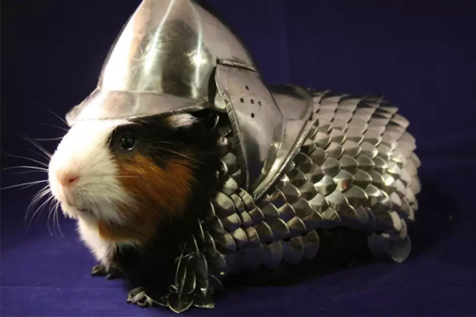 Guinea Pig Suit of Armor Goes For $24,300 on Ebay [PHOTO]