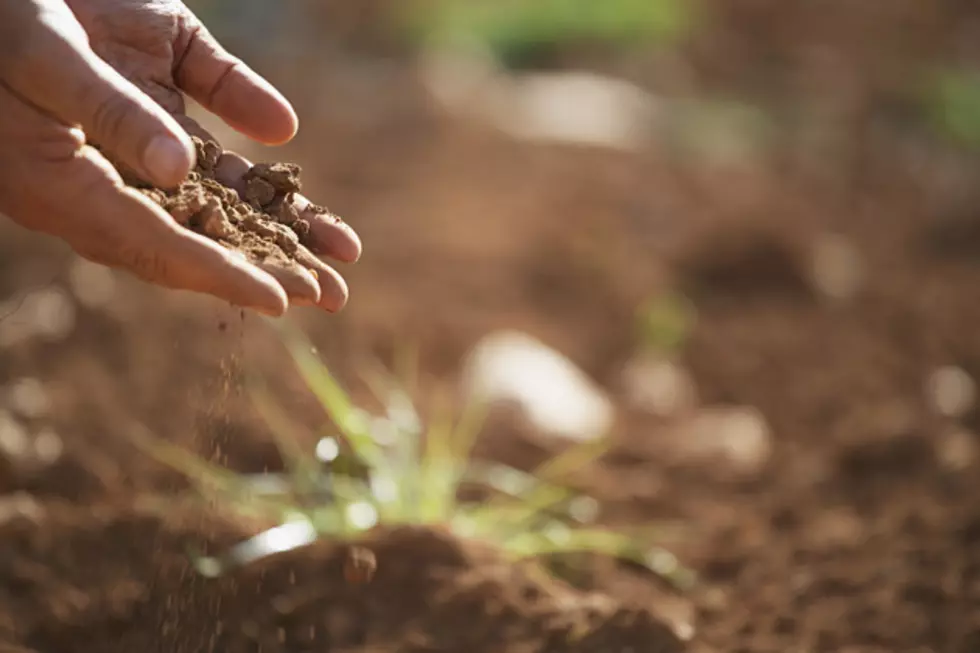 If You Live Where an Apple Orchard Used to Be Your Dirt Is Poisonous!