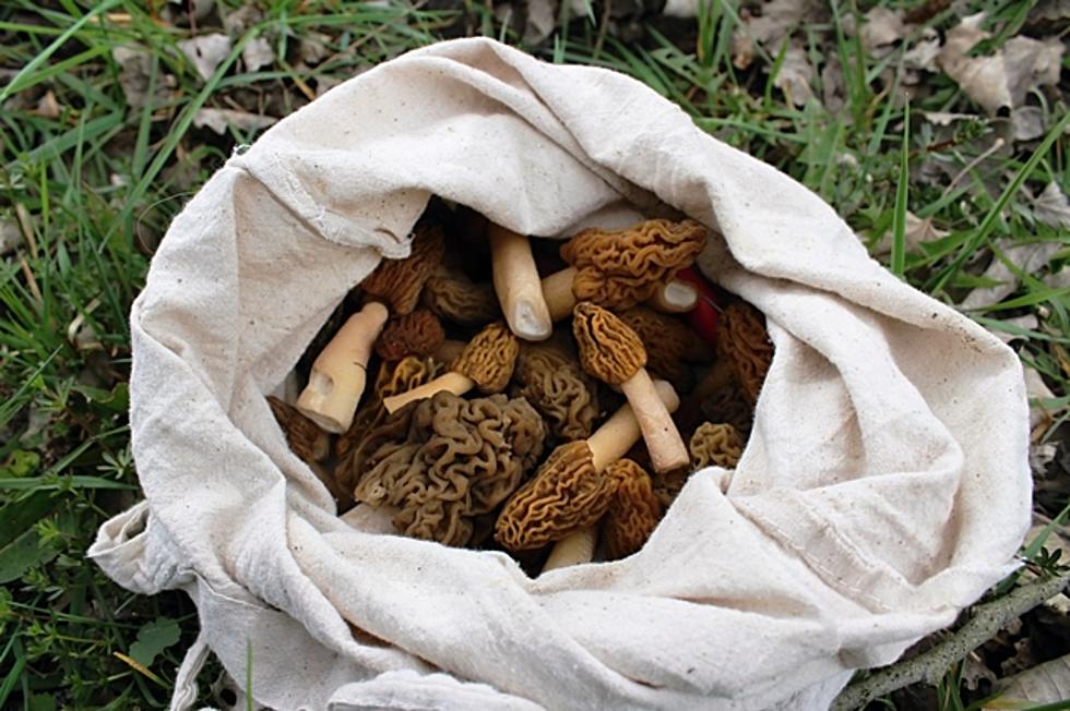 Morel Mushroom Season is On: What You Need To Know