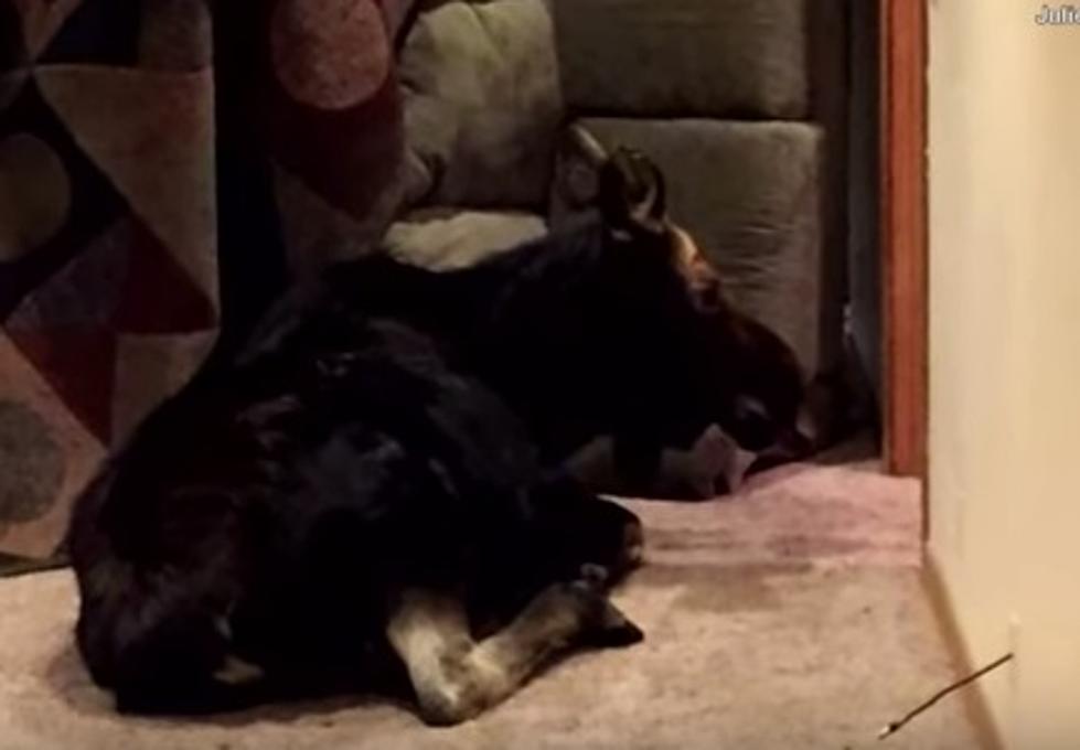How Does a Moose Fall Into Your Basement?