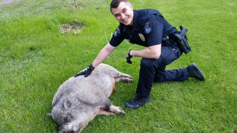Kennewick Police and Kevin Bacon Go ‘Hoofloose’
