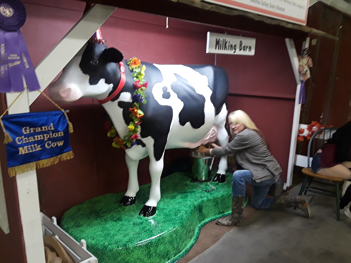 My Favorite Thing At The Fair Is Maybelle, The Fake Milking Cow