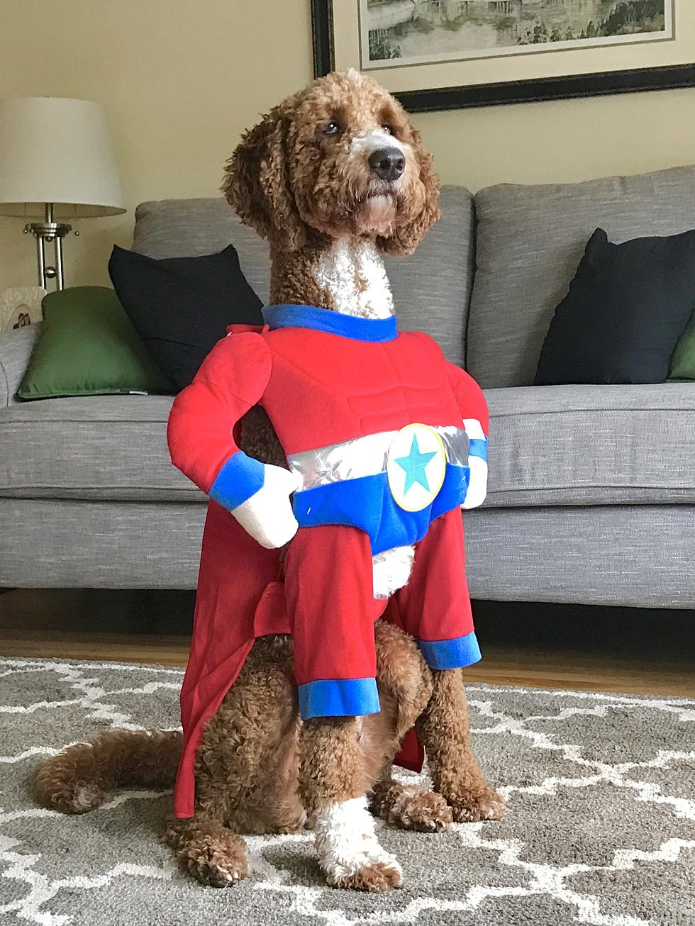 Five Safety Tips How to Best Dress Your Dog for Halloween