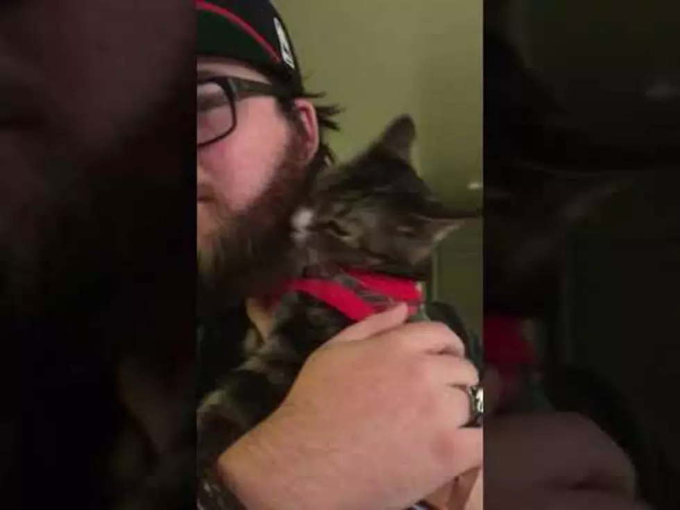 This Cat is So WEIRD and Cute [VIDEO]