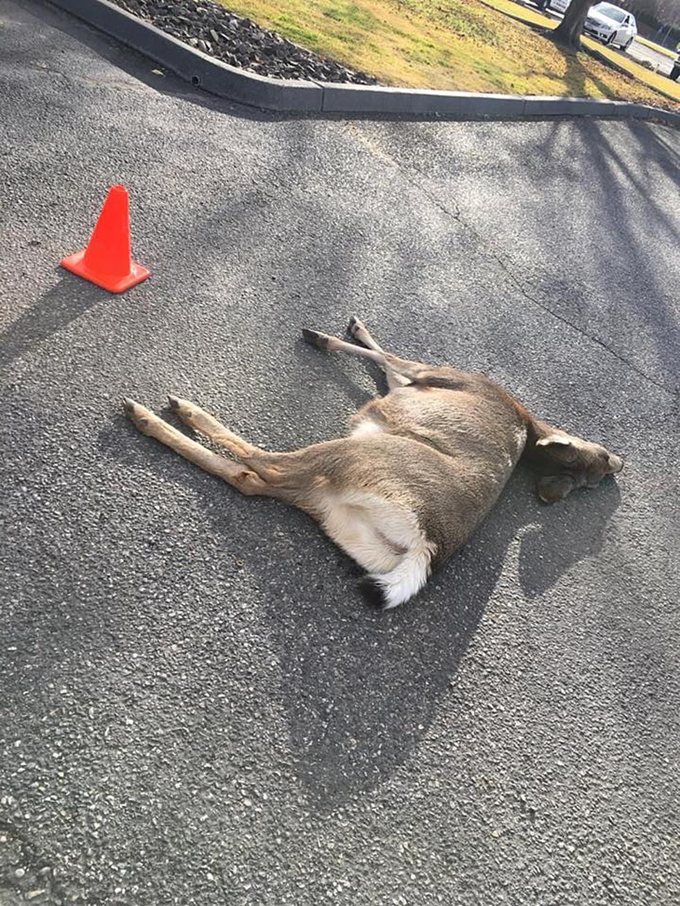 Oh Deer! Wildlife Encounters on the Increase in Tri-Cities