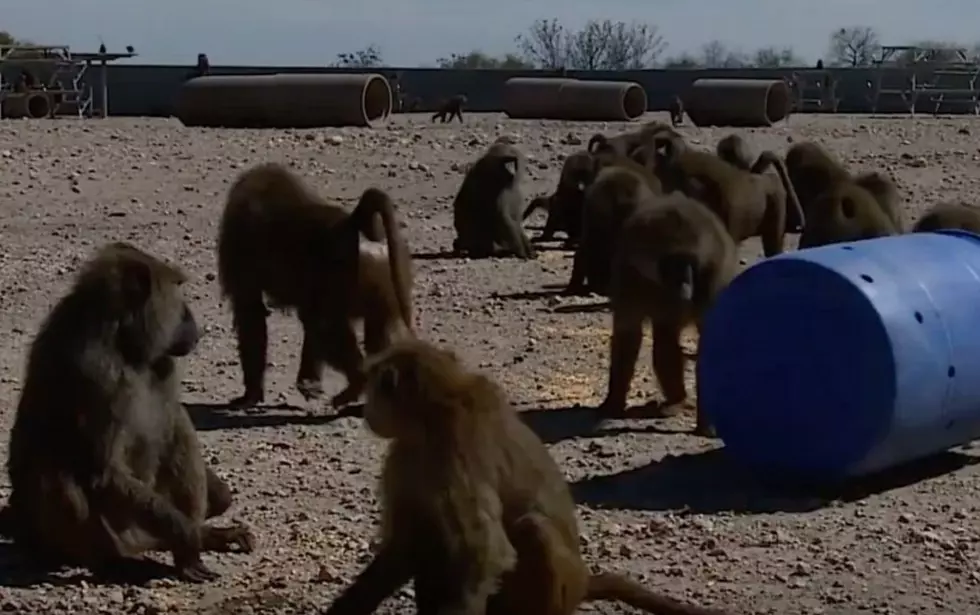 Baboons Barrel Out of a Biomedical Base – Real Life Donkey Kong?