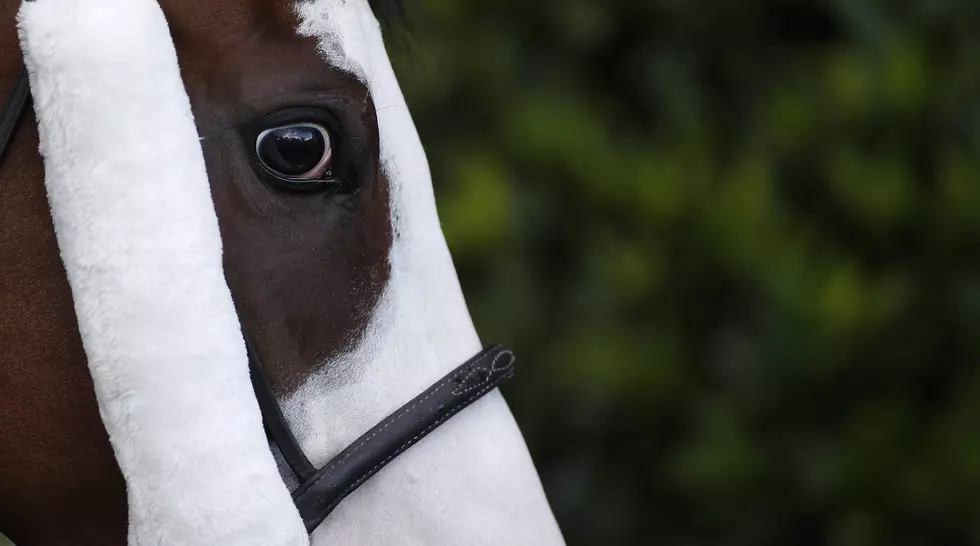 Horses Can Read Remember and React to Human Expressions Of Course