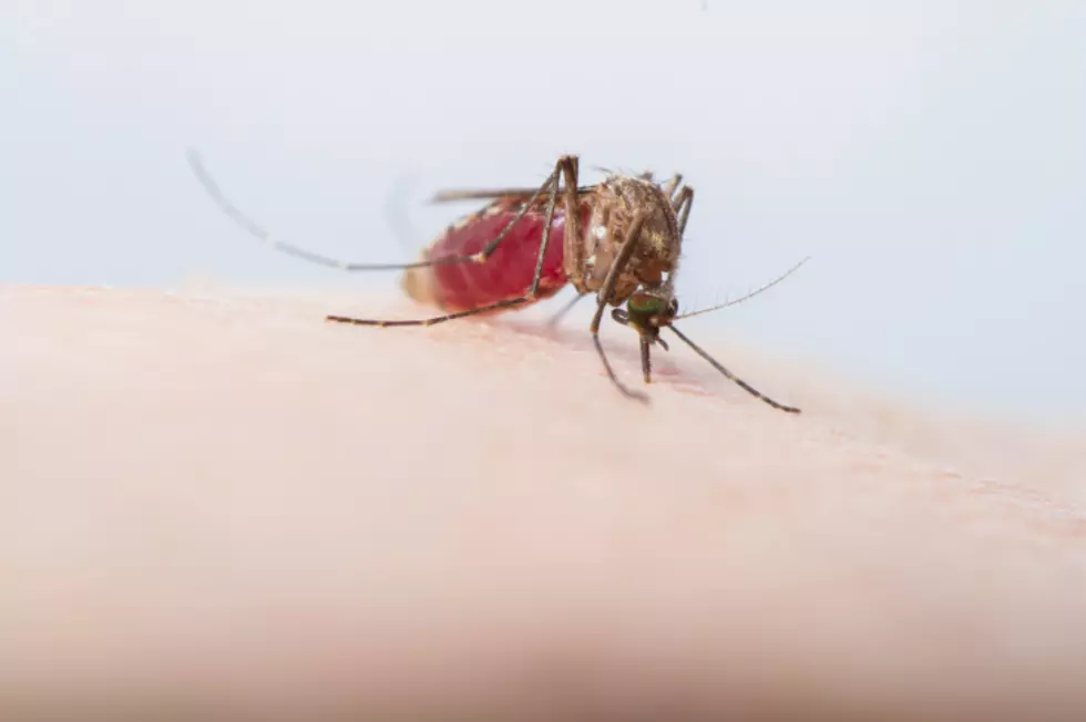 Bateman Island Mosquitoes Test Positive for West Nile