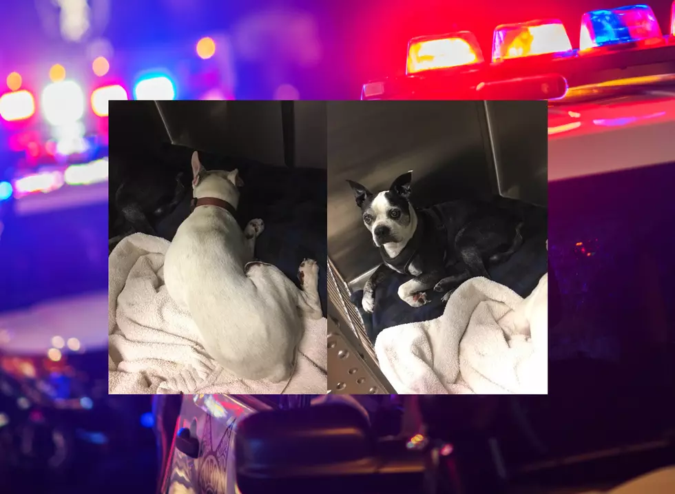 No Charges After Man Drags Dogs Behind Car