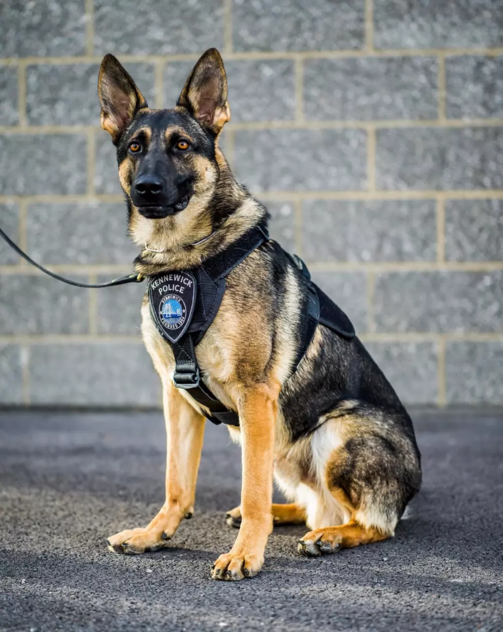 New Kennewick K9 Officer to Raise His Paw and Join the Force Tomorrow