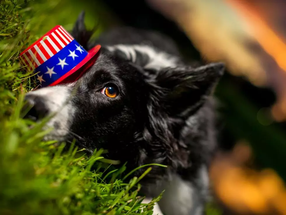 Why Fireworks Scare Some Dogs, But Not Others