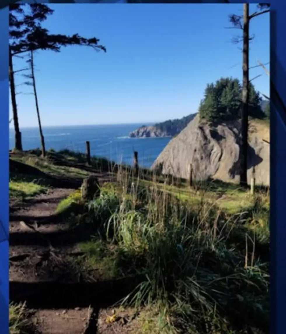 Oregon Man Plummets and Perishes Picture Posing in a Tree