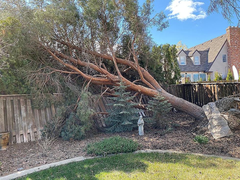 The Kennewick Wind Eliminated My 40-Year Old Backyard Tree
